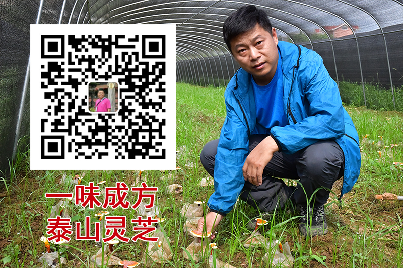 現(xiàn)在網(wǎng)上賣泰山靈芝的不少啊，只要是泰山種的都應(yīng)該是正宗的吧？