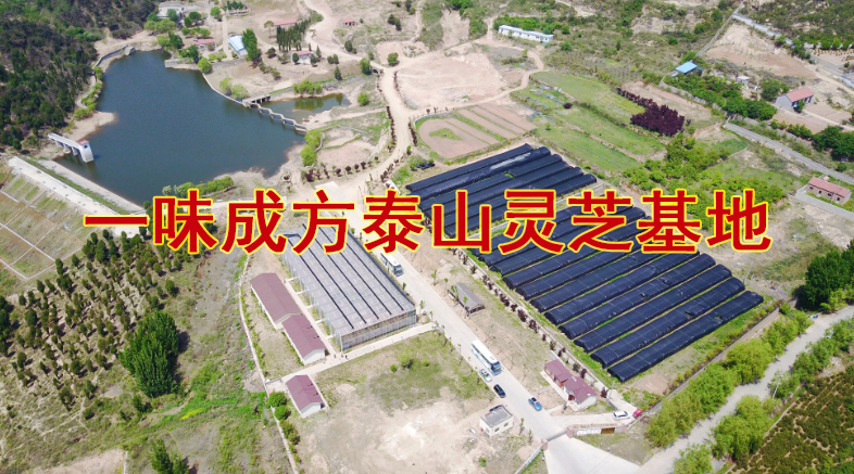 之前對泰山靈芝所知甚少，一年的經(jīng)歷讓我看到很多真相