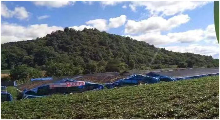 活雪泰山靈芝尹濤：靈芝孢子粉市場(chǎng)那些假冒偽劣擾亂市場(chǎng)的行為