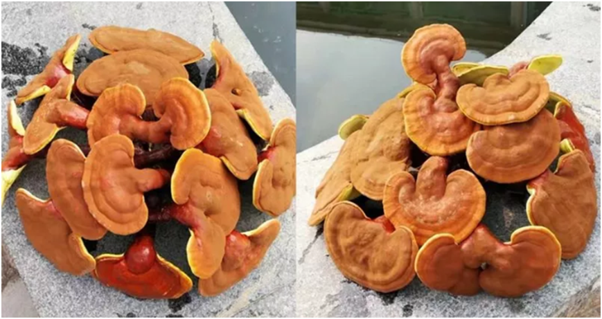 一味成方尹濤：新鮮靈芝該怎么保存？