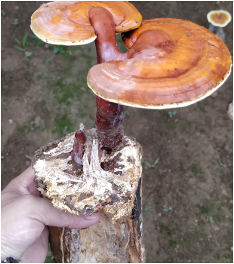 一味成方靈芝尹濤：靈芝培育方式不同，靈芝孢子粉的價格也會不同