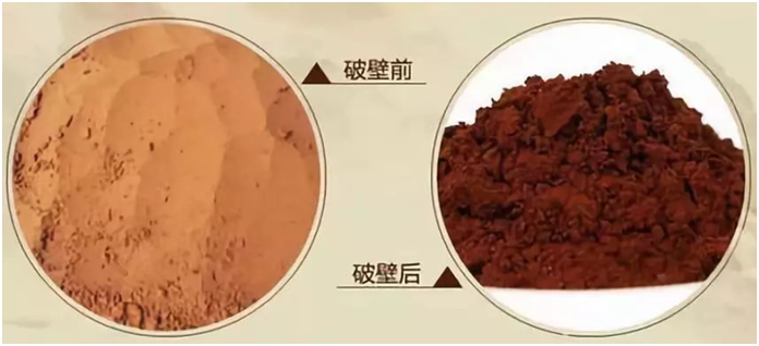 一味成方泰山靈芝尹濤：靈芝孢子粉破壁技術不同，價格也會不同