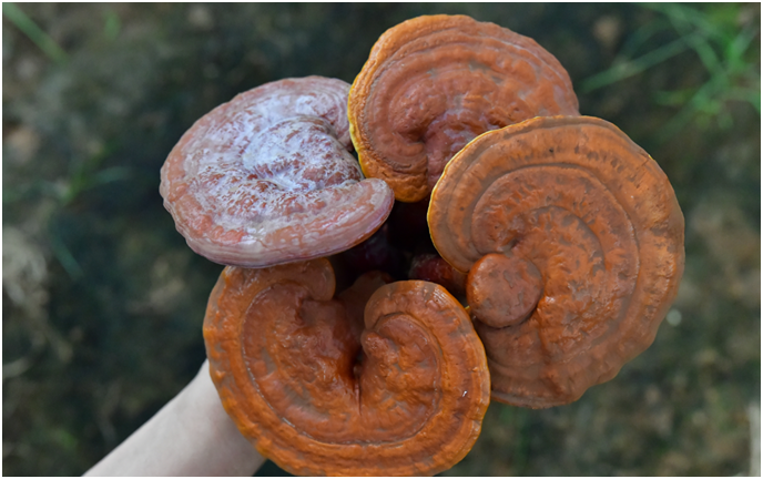 一味成方泰山靈芝尹濤:為什么鮮靈芝比干靈芝更受歡迎?