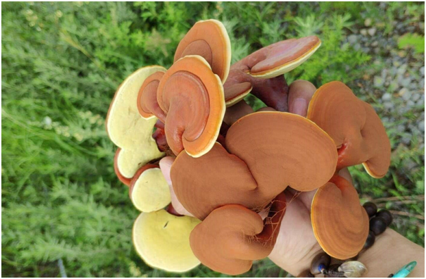 泰山靈芝尹濤:鮮靈芝如何儲存?如何食用?