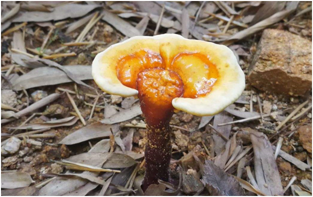 泰山之大,為什么一味成方泰山靈芝基地選址泰山深山桃花峪