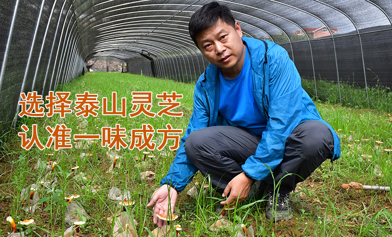 同樣是在泰山培育靈芝,為什么一味成方的靈芝品質更好?