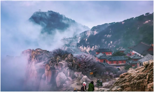 為什么能夠一味成方的泰山靈芝才能稱為“國藥”?