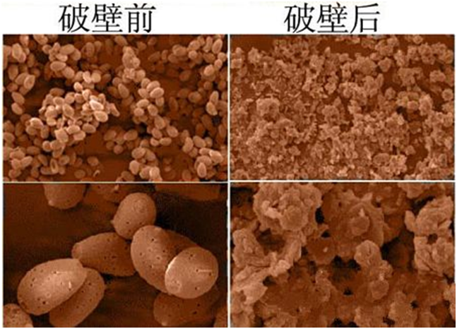 一味成方尹濤:靈芝孢子粉破壁里的門道兒