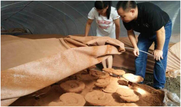 農戶自產自銷的靈芝孢子粉品質可信嗎？