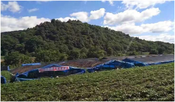 自產自銷是農戶靈芝孢子粉低價的原因嗎？