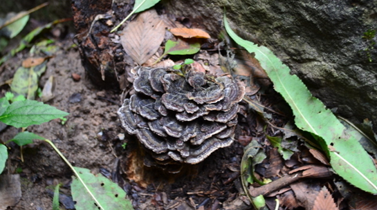泰山靈芝尹濤：并不是所有野生靈芝都可以食用