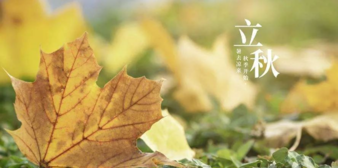 一味成方泰山靈芝尹濤：立秋吃靈芝，養肺的同時滋補整個秋冬