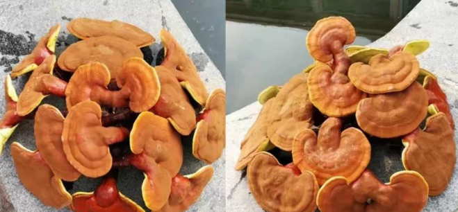 一味成方泰山靈芝尹濤：新鮮靈芝怎么保存好？