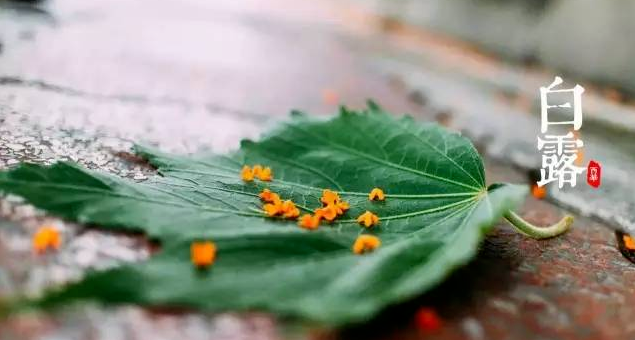 一味成方:秋風(fēng)生白露,靈芝養(yǎng)君身