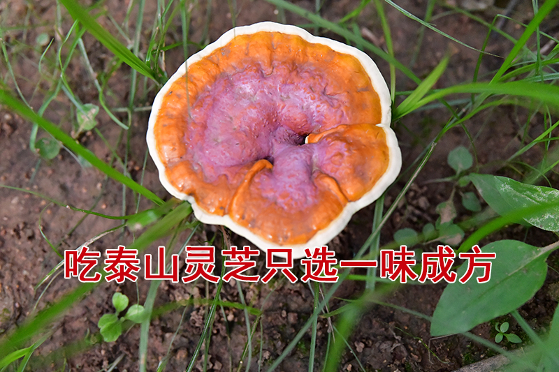 山東的靈芝生產(chǎn)基地在哪里?