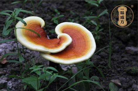 一味成方尹濤：靈芝孢子粉什么時候吃更好？