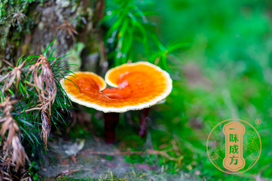 一味成方泰山靈芝尹濤：靈芝孢子粉沒病能吃嗎？