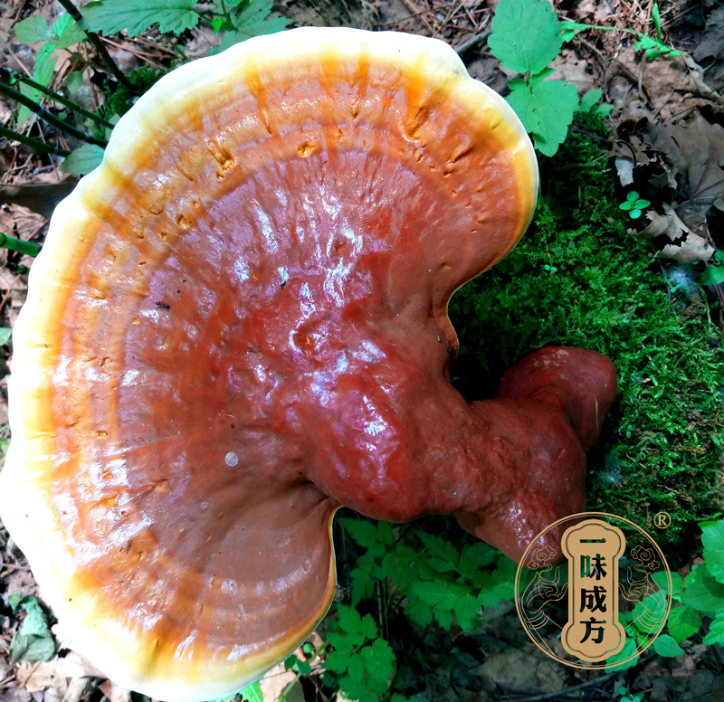 一味成方泰山靈芝尹濤：靈芝孢子粉可以長期吃嗎？