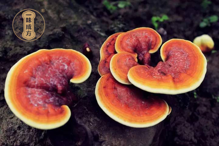 一味成方：人工種植與野生栽培靈芝有何區(qū)別？