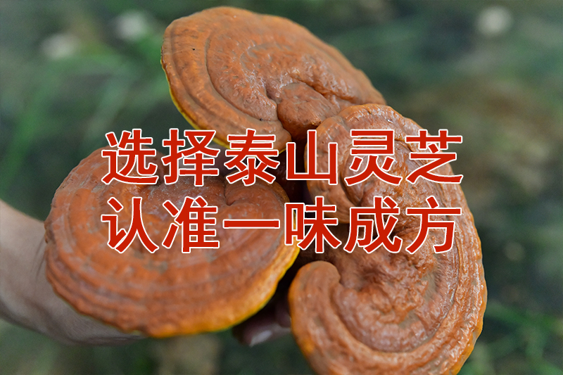 尹濤:靈芝菌絲體比靈芝孢子粉好嗎?