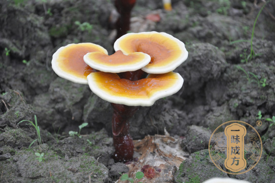 泰山靈芝尹濤：為什么說靈芝是健康食品之冠？