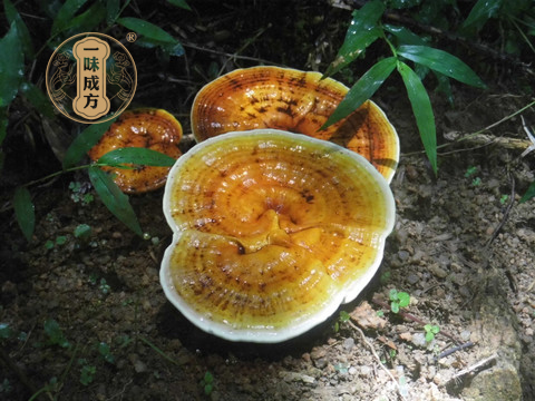 泰山靈芝尹濤：靈芝孢子粉什么時(shí)候吃更好？