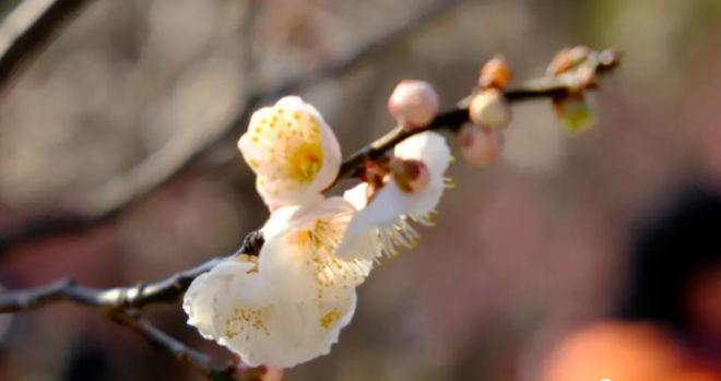 春天太適合吃靈芝了,這些好處讓您的健康“生機(jī)勃勃”