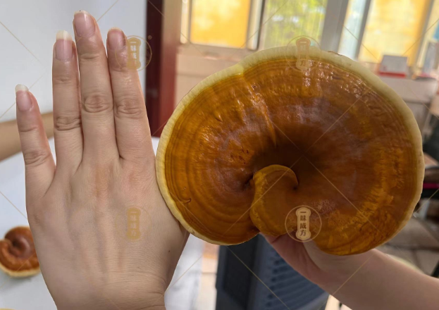 一味成方：一文全面了解靈芝的功效和作用，靈芝吃法用法知識匯總