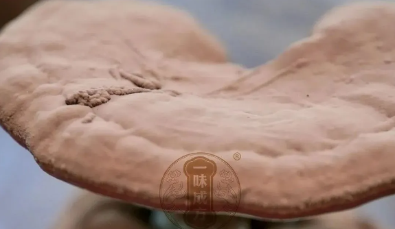 一味成方：靈芝孢子油的作用有哪些？
