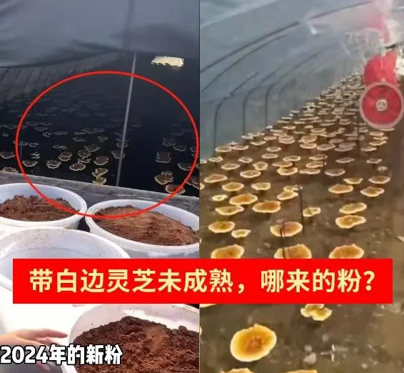 一味成方:7月靈芝還未噴粉,就有新粉上市了?警惕老粉新賣、舊粉清倉!!!