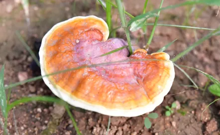 一味成方:什么是“反季節靈芝”?反季節靈芝孢子粉能吃嗎?