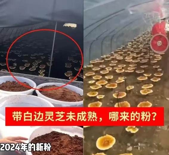 一味成方：7月靈芝還未噴粉，就有新粉上市了？警惕老粉新賣、舊粉清倉！