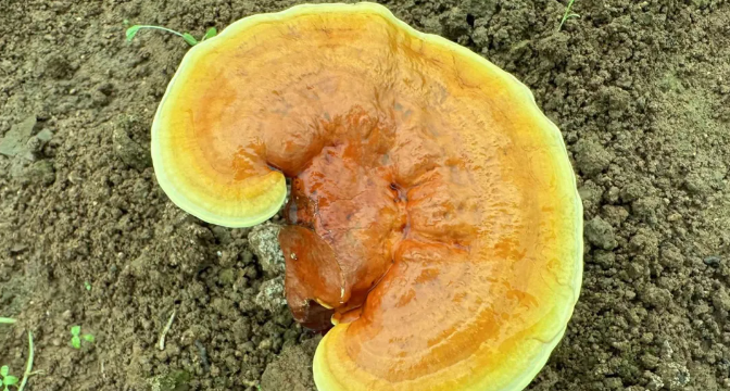 一味成方:7月就收粉上市,這違背自然規律的靈芝孢子粉背后有哪些內幕?