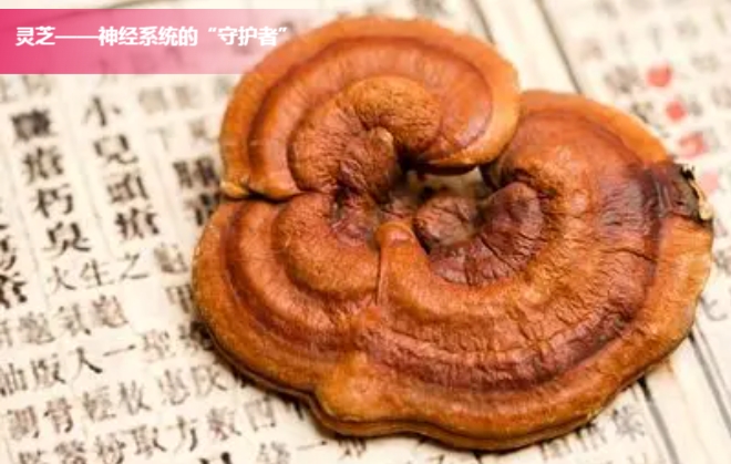 一味成方:安神補腦!這靈芝孢子油很“靈”!