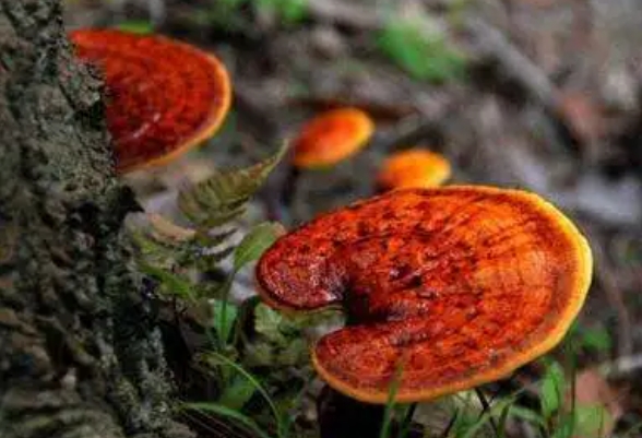 關(guān)于靈芝孢子油改善睡眠的研究,都在這里啦!