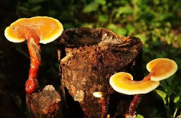 一味成方:靈芝孢子油,這三類人吃了“沒效果”!
