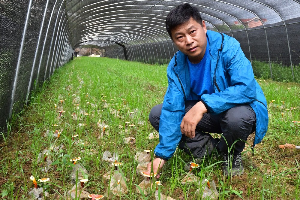 一味成方尹濤：調(diào)免疫、助睡眠、止咳平喘...靈芝還有多少好處？