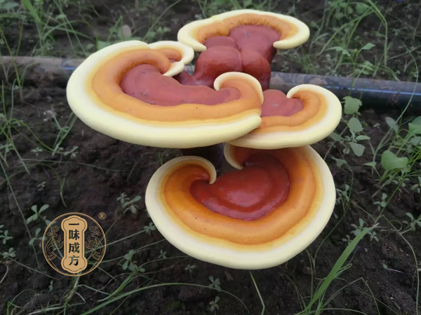 林志彬:靈芝有這10大功效