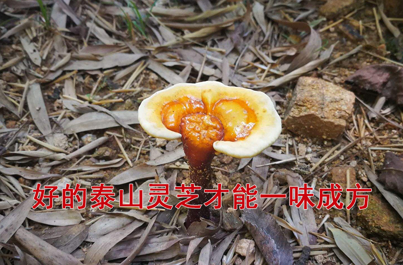一味成方:靈芝藥理作用知多少?不僅能降低血脂、調(diào)節(jié)血脂,還能......
