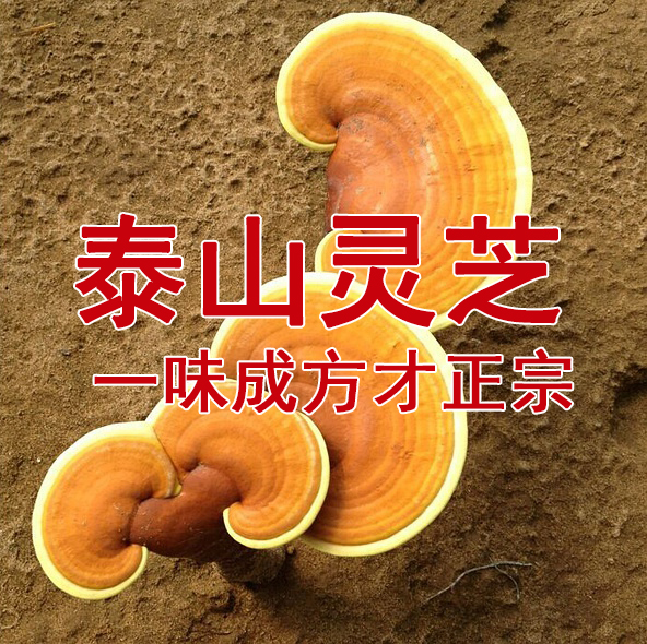 一味成方:李時珍為何在《本草綱目》中將靈芝列為“菜部”?