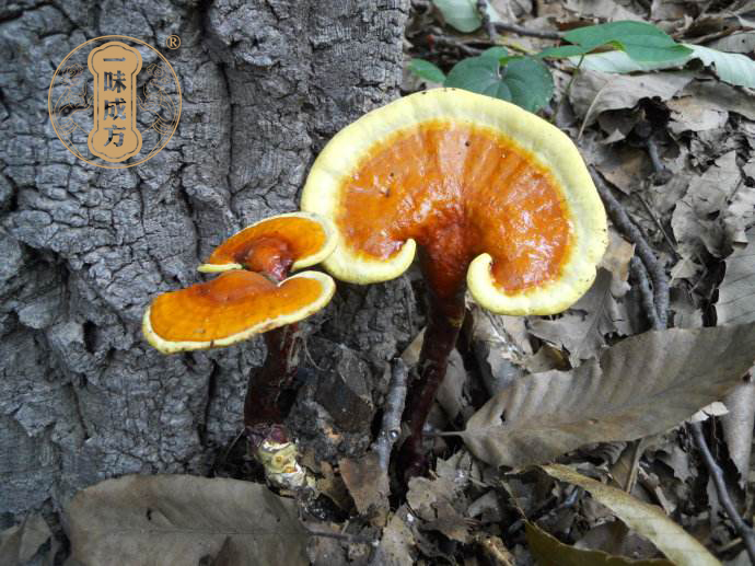 一味成方:靈芝對糖尿病的七大好處