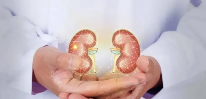 一味成方尹濤：靈芝孢子油對腎臟有保護作用