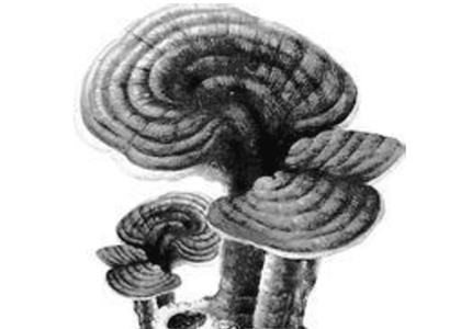 中國古代靈芝歷史