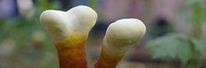 ④像養孩子一樣呵護一朵靈芝