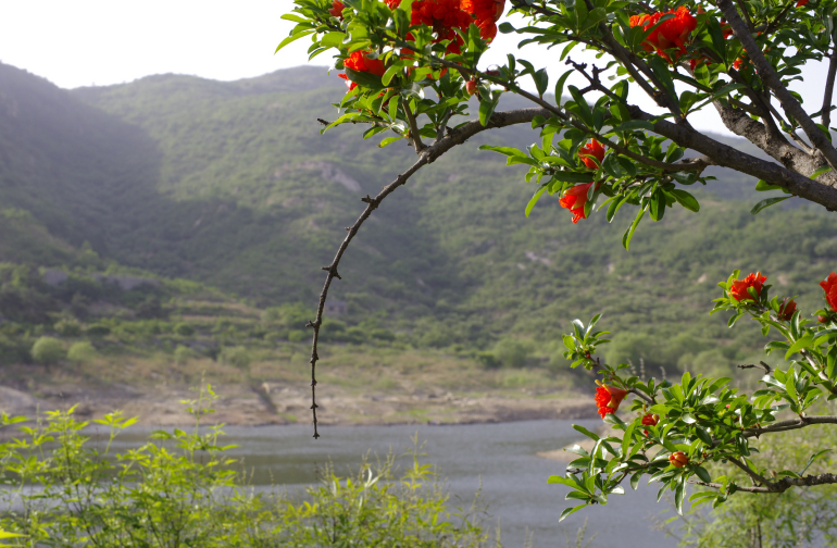 泰山山水滋養(yǎng)泰山萬(wàn)物,更滋養(yǎng)了泰山靈芝
