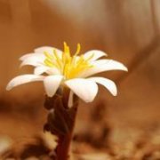 沙漠黃昏