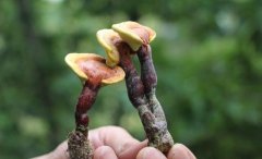 泰山靈芝、和田玉等國字號特產(chǎn),是我們的驕傲