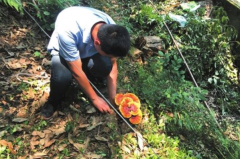 野生靈芝主要分布在我國的哪些地區(qū)？