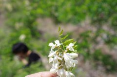 泰山自駕游,帶你一起賞靈芝