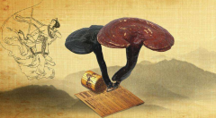 國山孕育國藥，泰山是中國正宗靈芝的源產(chǎn)地